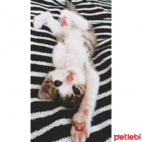 Tekir Kedi, Kedi  Salih fotoğrafı