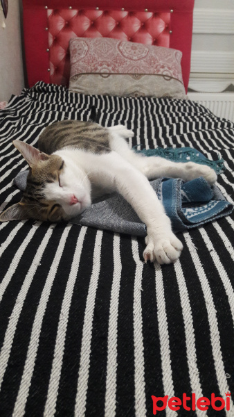 Tekir Kedi, Kedi  Salih fotoğrafı