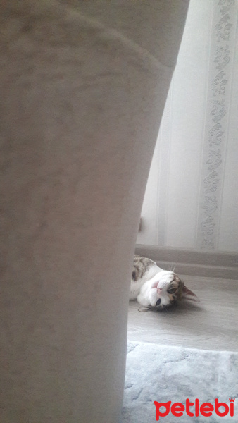 Tekir Kedi, Kedi  Salih fotoğrafı