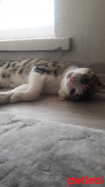 Tekir Kedi, Kedi  Salih fotoğrafı