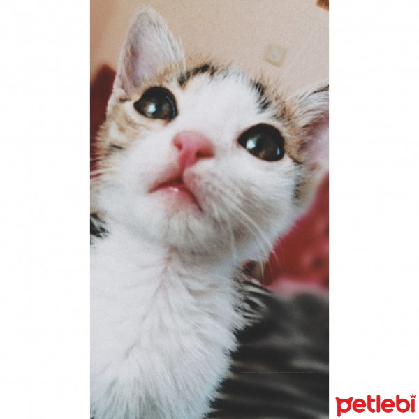 Tekir Kedi, Kedi  Salih fotoğrafı