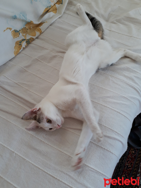 Tekir Kedi, Kedi  Pamuk fotoğrafı