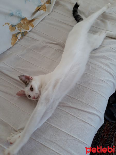 Tekir Kedi, Kedi  Pamuk fotoğrafı