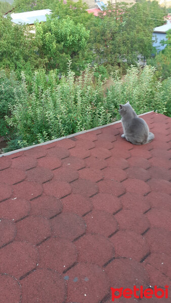 British Shorthair, Kedi  Fındık fotoğrafı