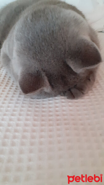 British Shorthair, Kedi  Fındık fotoğrafı