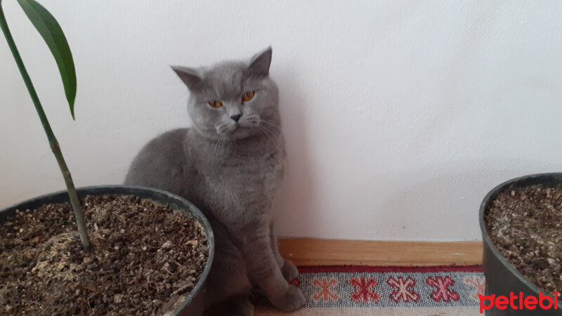 British Shorthair, Kedi  Fındık fotoğrafı