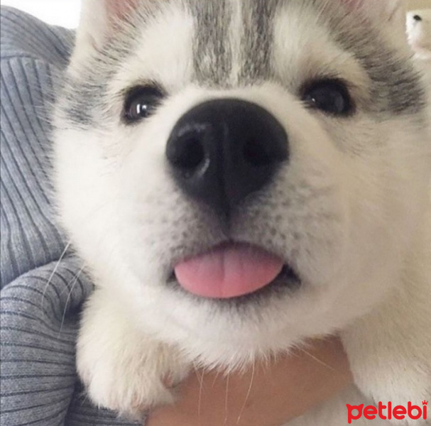 Sibirya Kurdu (Husky), Köpek  yumi fotoğrafı