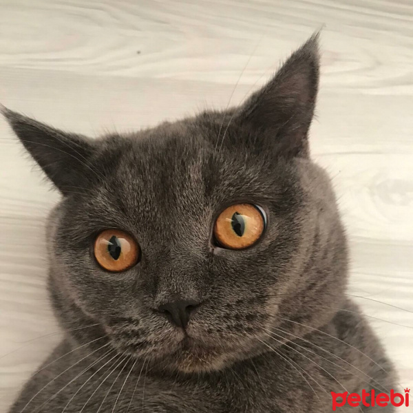 British Shorthair, Kedi  Şans fotoğrafı