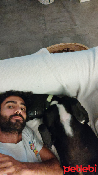 Alman Çoban Köpeği, Köpek  Alex fotoğrafı
