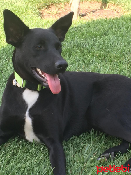 Alman Çoban Köpeği, Köpek  Alex fotoğrafı