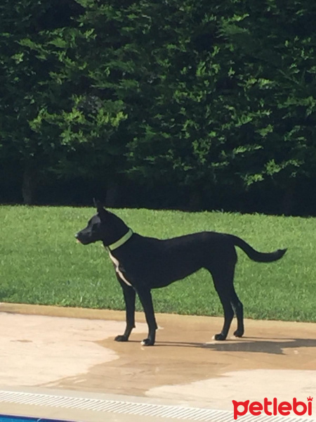 Alman Çoban Köpeği, Köpek  Alex fotoğrafı