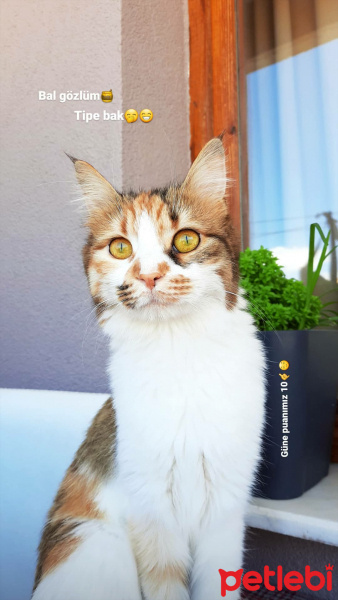 Tekir Kedi, Kedi  Balım fotoğrafı