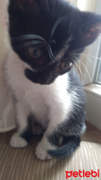 Tekir Kedi, Kedi  Siz koyun fotoğrafı