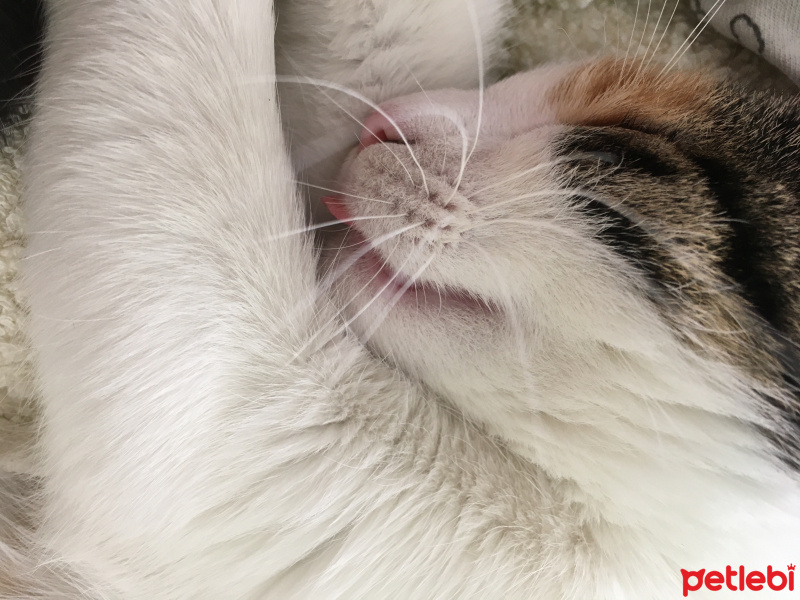 Tekir Kedi, Kedi  Yemlik fotoğrafı