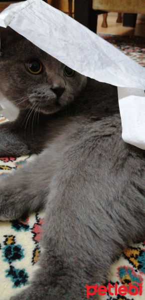 British Shorthair, Kedi  Duman fotoğrafı