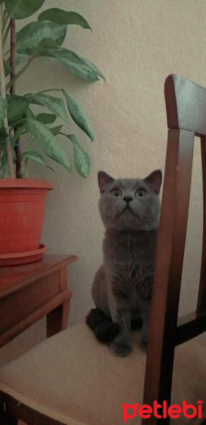 British Shorthair, Kedi  Duman fotoğrafı