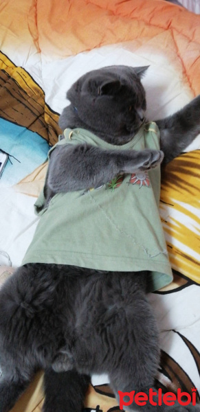 British Shorthair, Kedi  Duman fotoğrafı