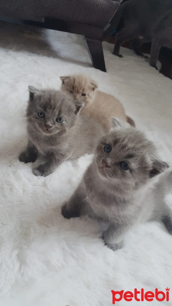 Scottish Fold, Kedi  isimsiz fotoğrafı