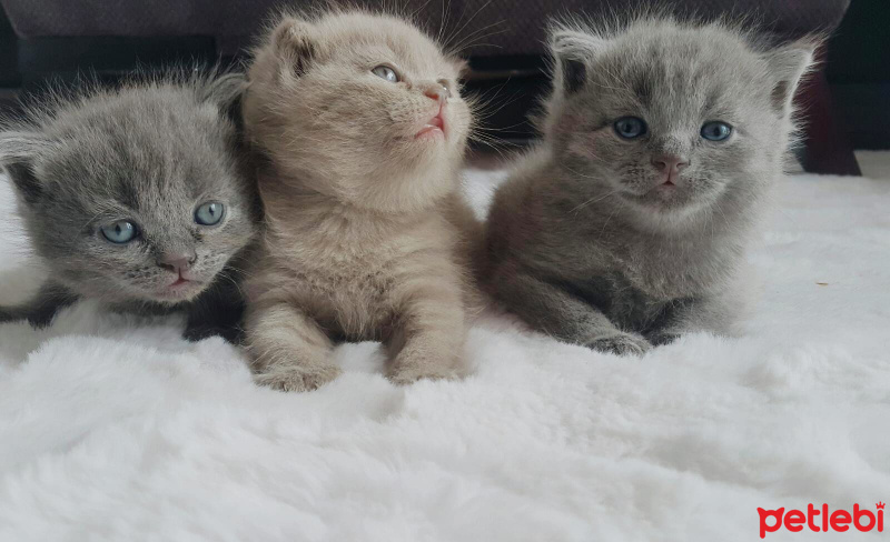 Scottish Fold, Kedi  isimsiz fotoğrafı