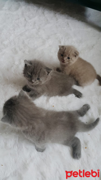 Scottish Fold, Kedi  isimsiz fotoğrafı