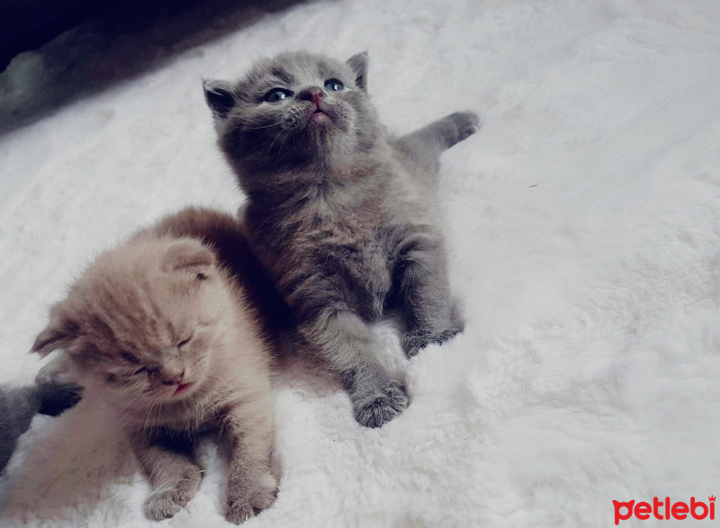 Scottish Fold, Kedi  isimsiz fotoğrafı