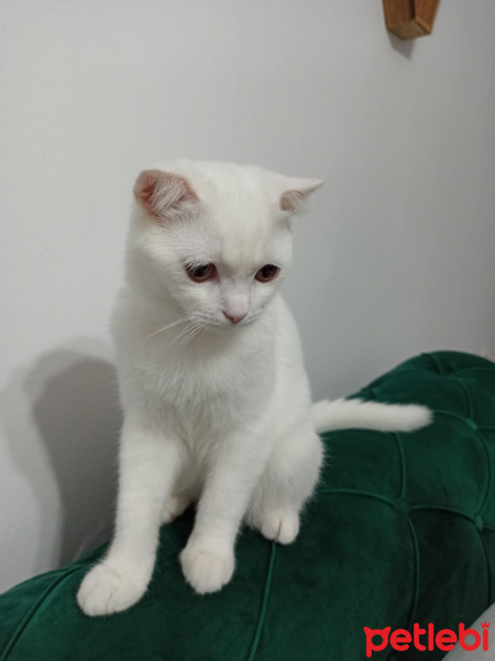 Scottish Fold, Kedi  Safir fotoğrafı