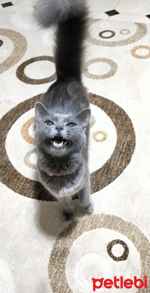 Mavi Rus, Kedi  Karamel fotoğrafı
