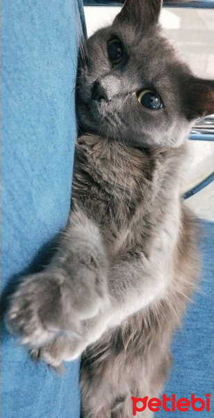 Mavi Rus, Kedi  Karamel fotoğrafı