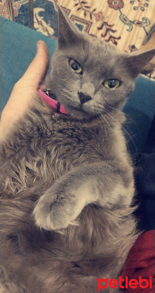 Mavi Rus, Kedi  Karamel fotoğrafı