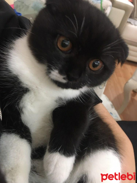 Scottish Fold, Kedi  mia fotoğrafı