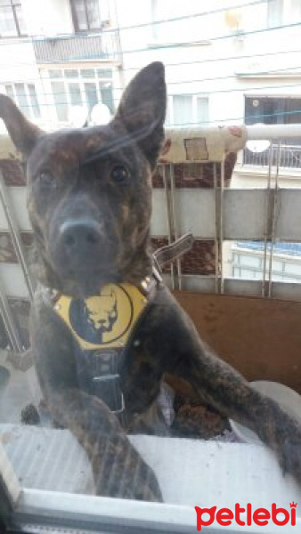 Belçika Malinois, Köpek  Börü fotoğrafı