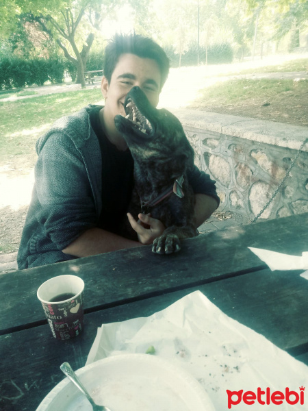 Belçika Malinois, Köpek  Börü fotoğrafı