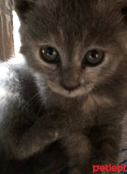 Nebelung, Kedi  şoşo fotoğrafı