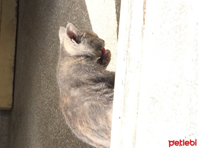 Nebelung, Kedi  şoşo fotoğrafı