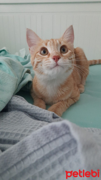 Sarman, Kedi  Tarçın fotoğrafı
