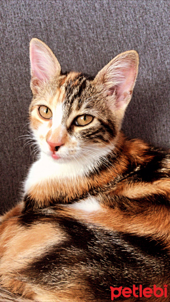 Tekir Kedi, Kedi  Mila fotoğrafı