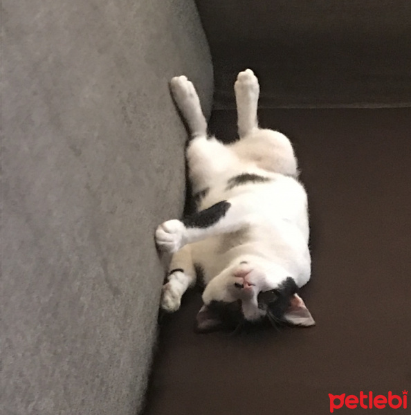 Tekir Kedi, Kedi  Bambam fotoğrafı