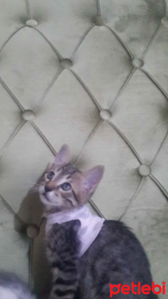 Tekir Kedi, Kedi  Rüzgar ve Bulut fotoğrafı