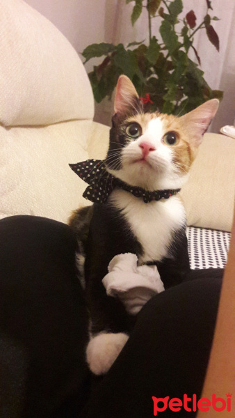 Tekir Kedi, Kedi  Lily fotoğrafı
