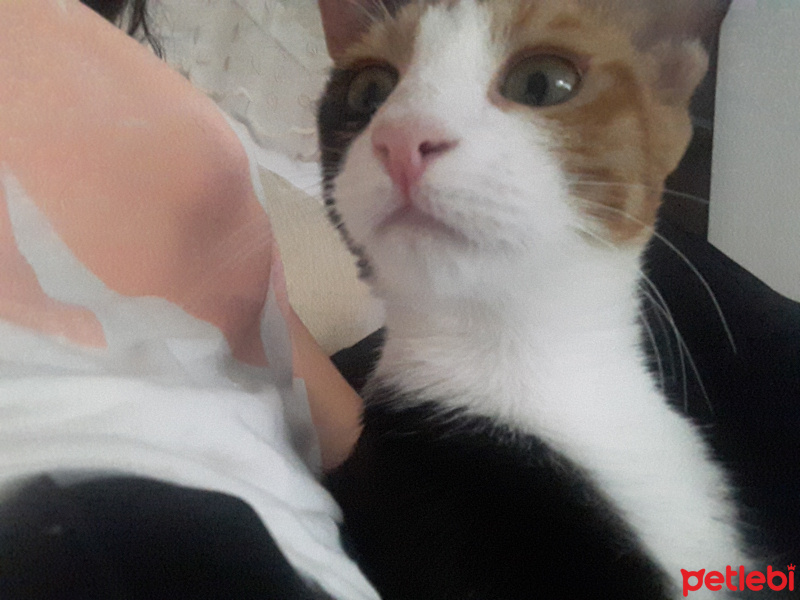 Tekir Kedi, Kedi  Lily fotoğrafı