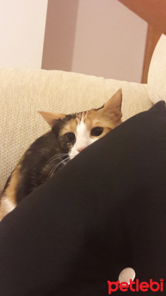 Tekir Kedi, Kedi  Lily fotoğrafı