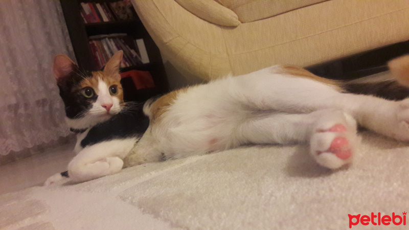 Tekir Kedi, Kedi  Lily fotoğrafı