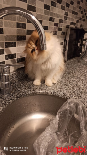 İran Kedisi (Persian), Kedi  Yıldız fotoğrafı