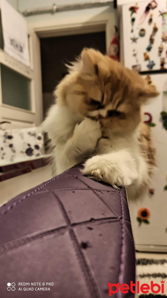 İran Kedisi (Persian), Kedi  Yıldız fotoğrafı