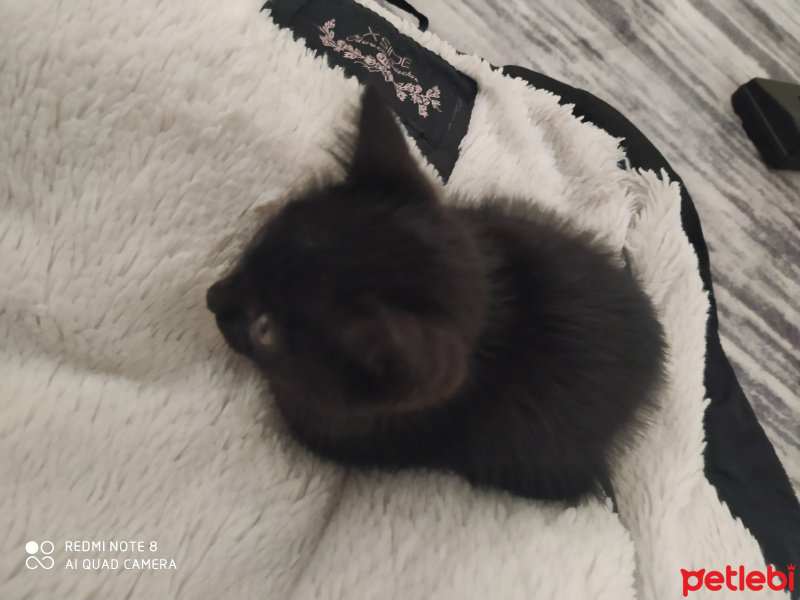 Bengal, Kedi  Gece fotoğrafı