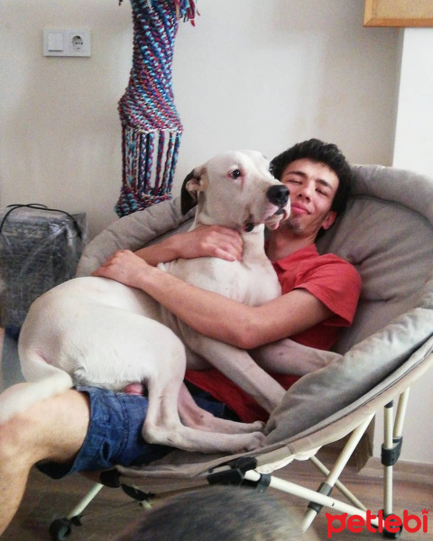 Dogo Arjantin, Köpek  Sherlock fotoğrafı