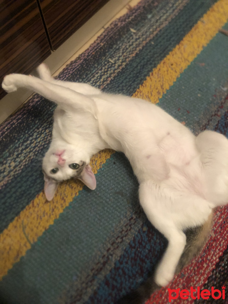 Tekir Kedi, Kedi  Afrodit fotoğrafı