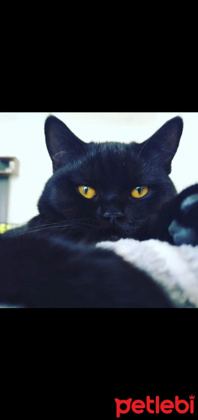 British Shorthair, Kedi  Karam fotoğrafı