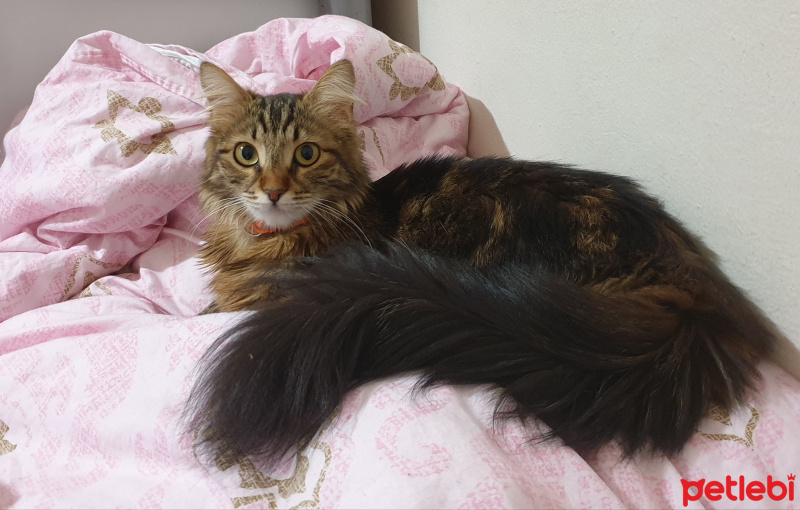 Norwegian Forest, Kedi  Gofret fotoğrafı