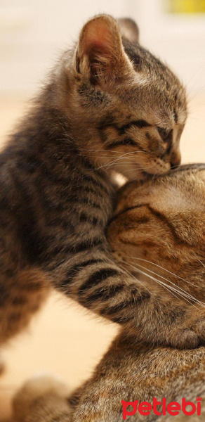 Norwegian Forest, Kedi  Gofret fotoğrafı